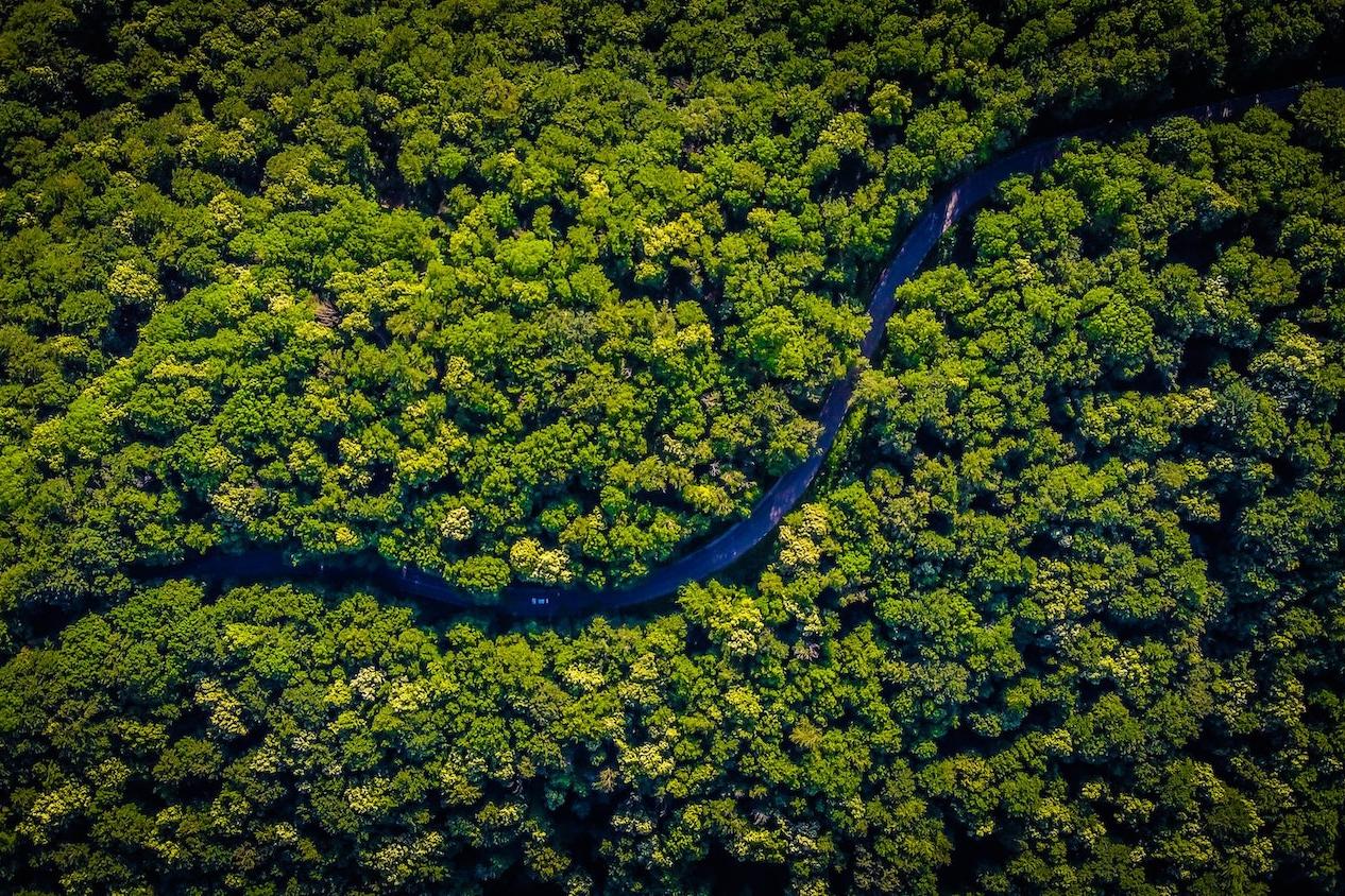 aerial shot forest - fighting deforestation